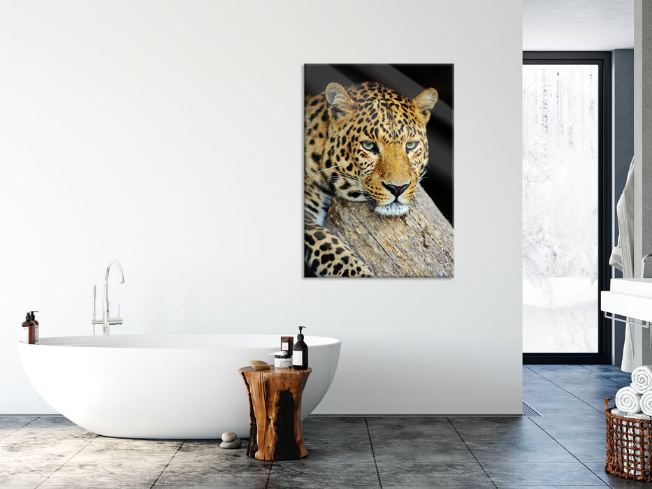 Ruhiger Leopard, Glasbild