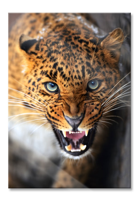 Fauchender Leopard, Glasbild