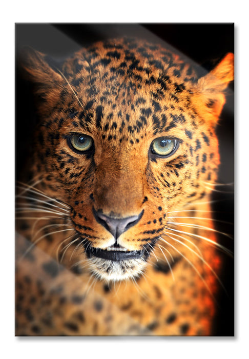 Pixxprint Stolzer Leopard, Glasbild