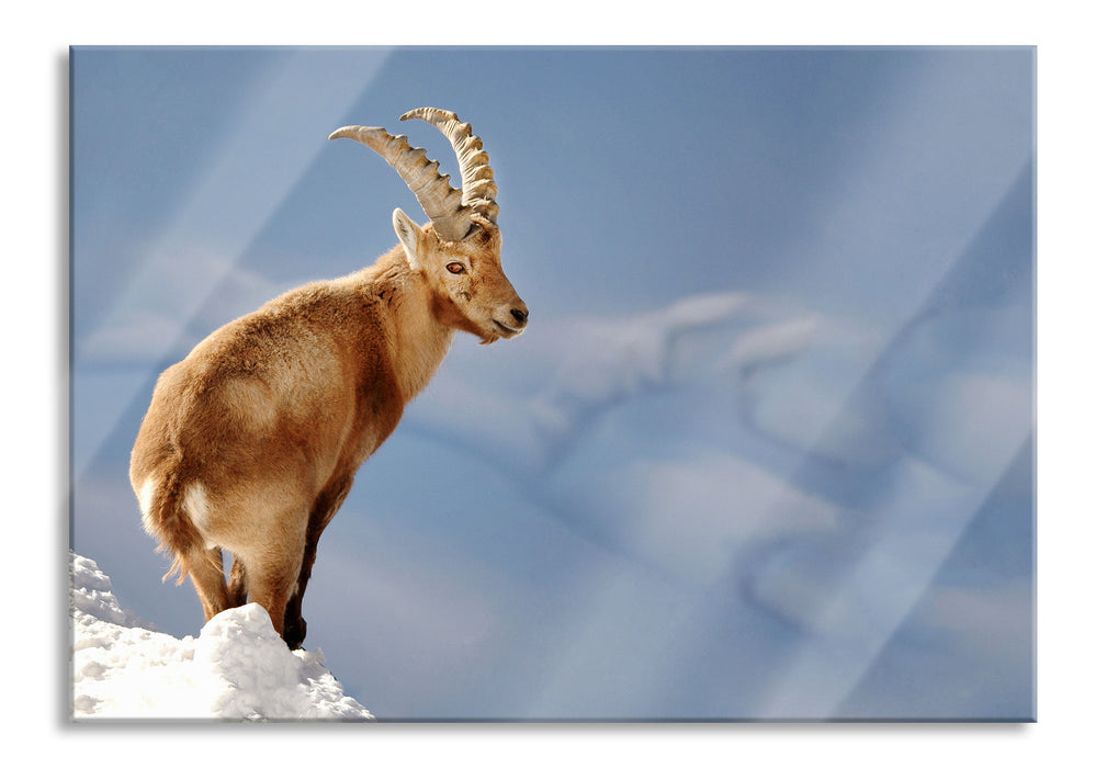 Pixxprint Steinbock im Schnee, Glasbild