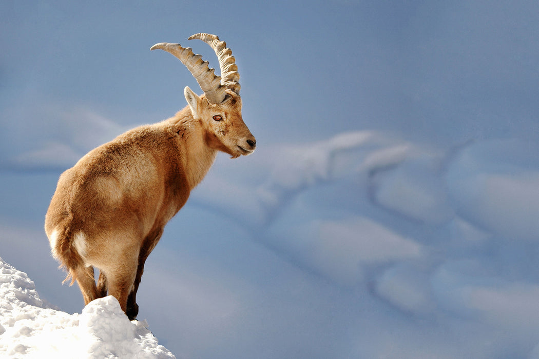 Steinbock im Schnee, Glasbild