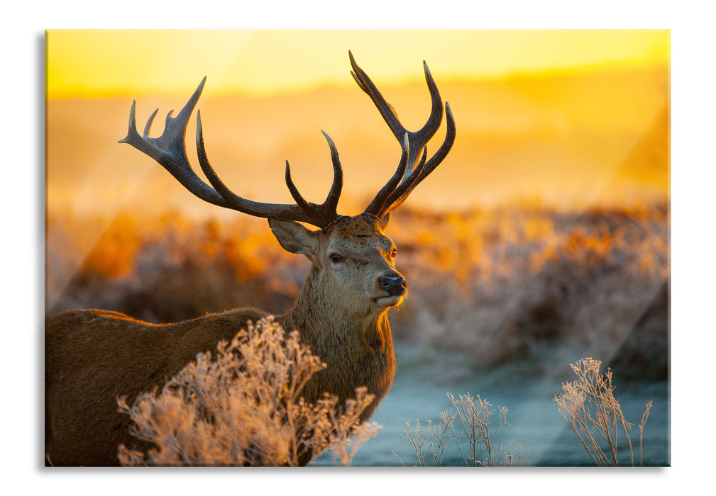 Pixxprint Stolzer Hirsch auf Wiese, Glasbild