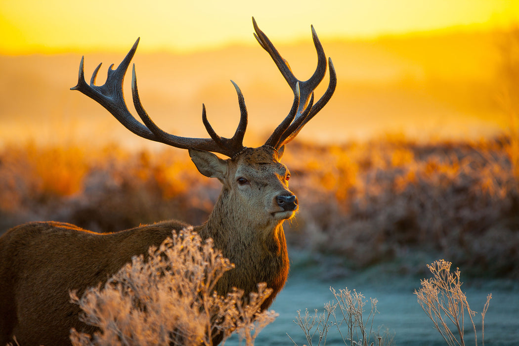 Stolzer Hirsch auf Wiese, Glasbild