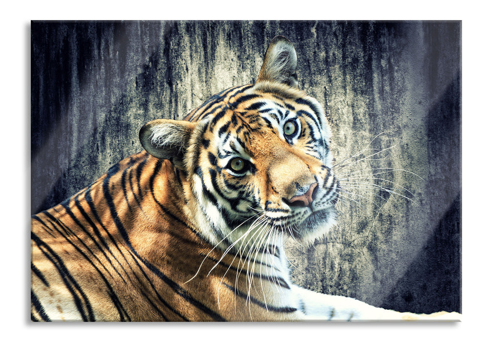 Neugieriger Tiger, Glasbild