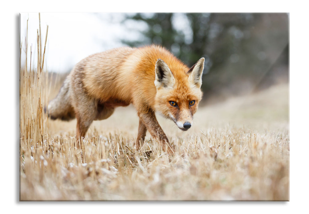 Schöner Fuchs, Glasbild