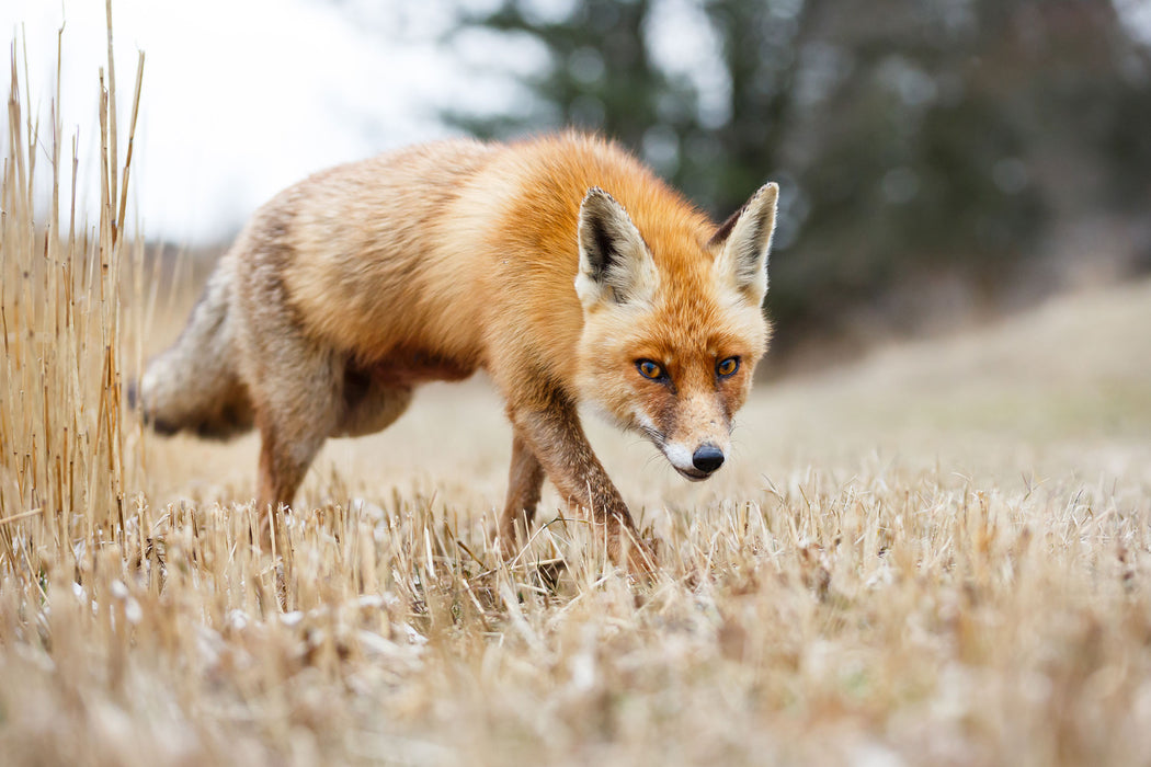 Schöner Fuchs, Glasbild