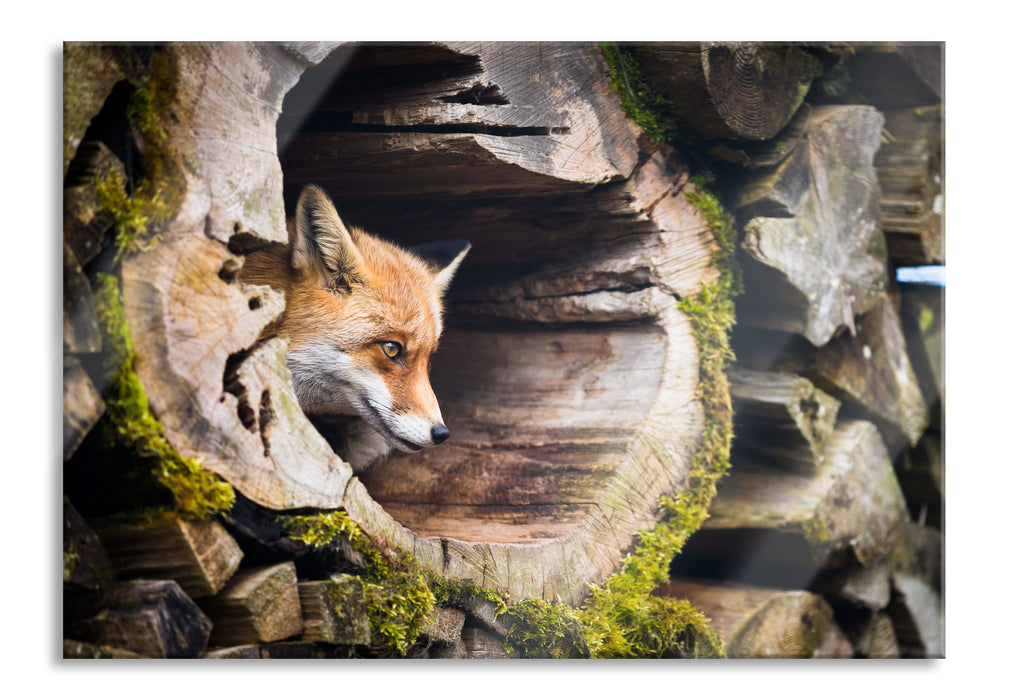 Fuchs im Baumstamm, Glasbild