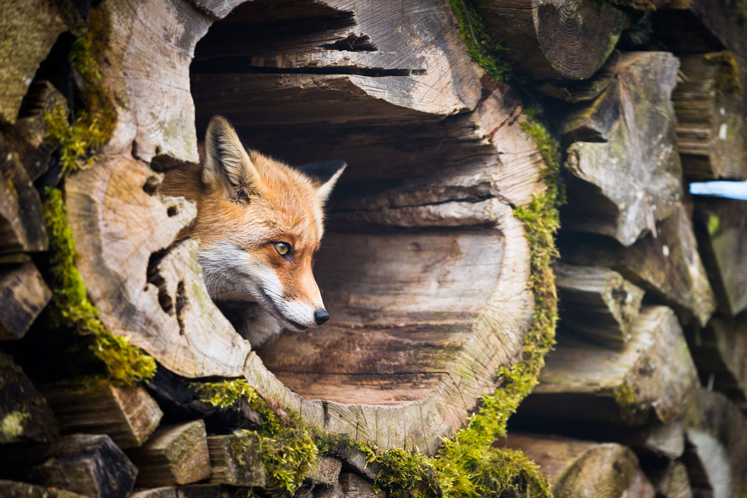 Fuchs im Baumstamm, Glasbild