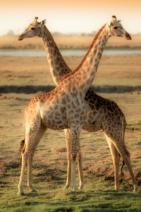 Giraffen Paar, Glasbild