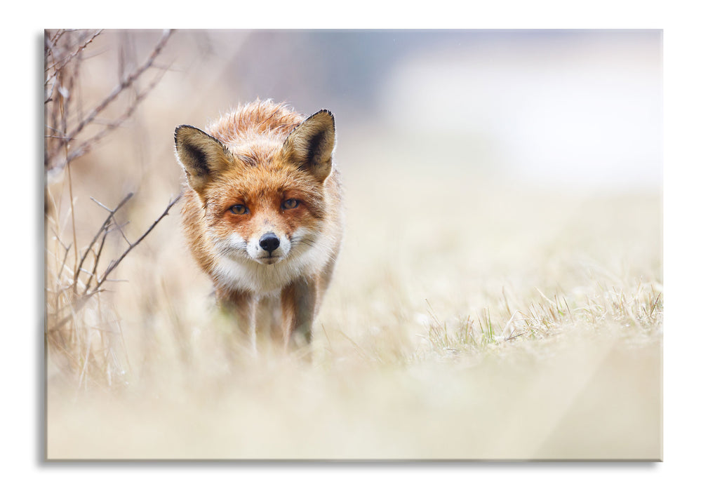 Pixxprint Schleichender fuchs, Glasbild