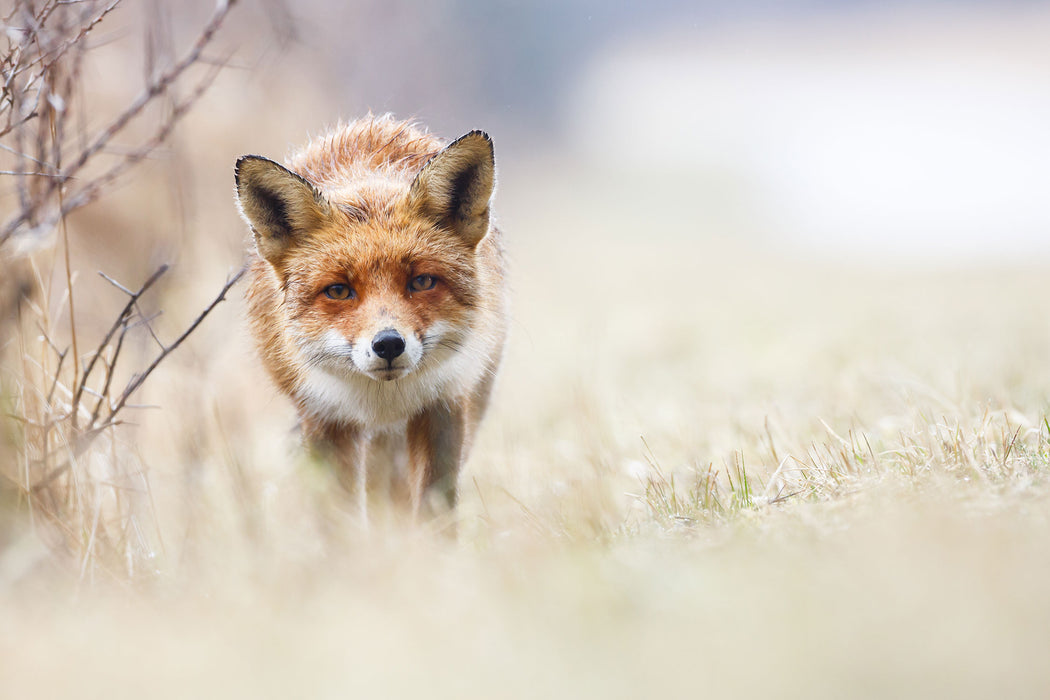 Schleichender fuchs, Glasbild