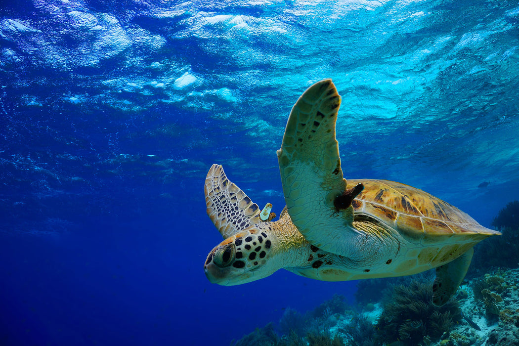 Schildkröte im Riff, Glasbild