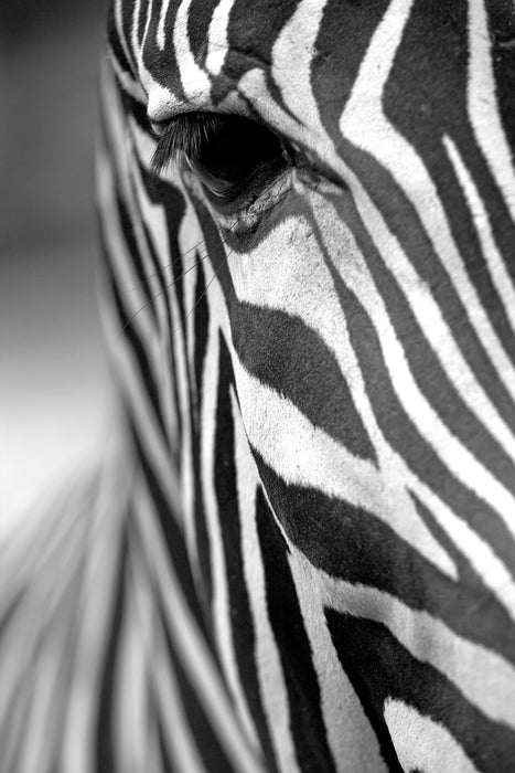 Zebra Nahaufnahme, Glasbild