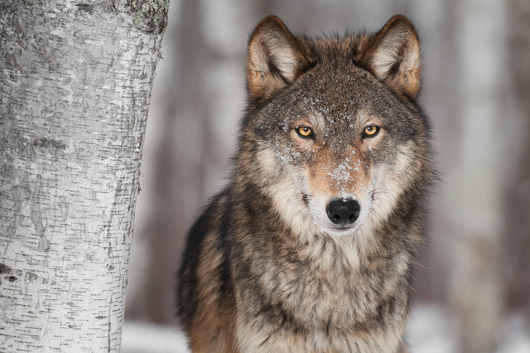 Wachsamer Wolf, Glasbild