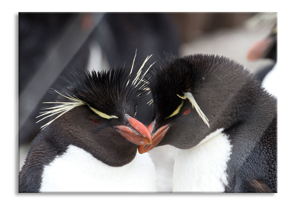 Pinguin Kuss, Glasbild