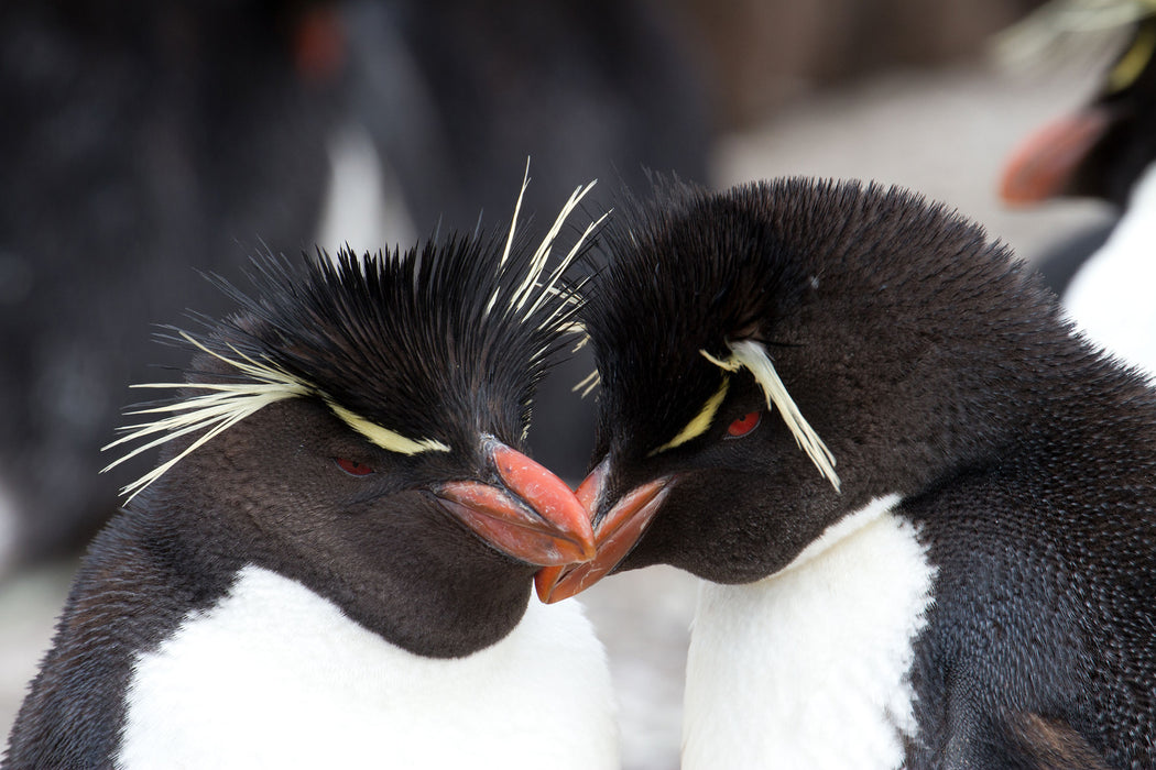 Pinguin Kuss, Glasbild