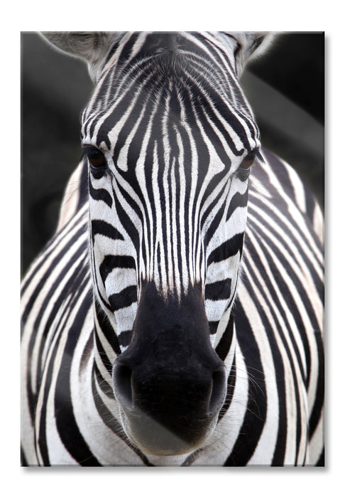 Pixxprint Zebra Porträt, Glasbild