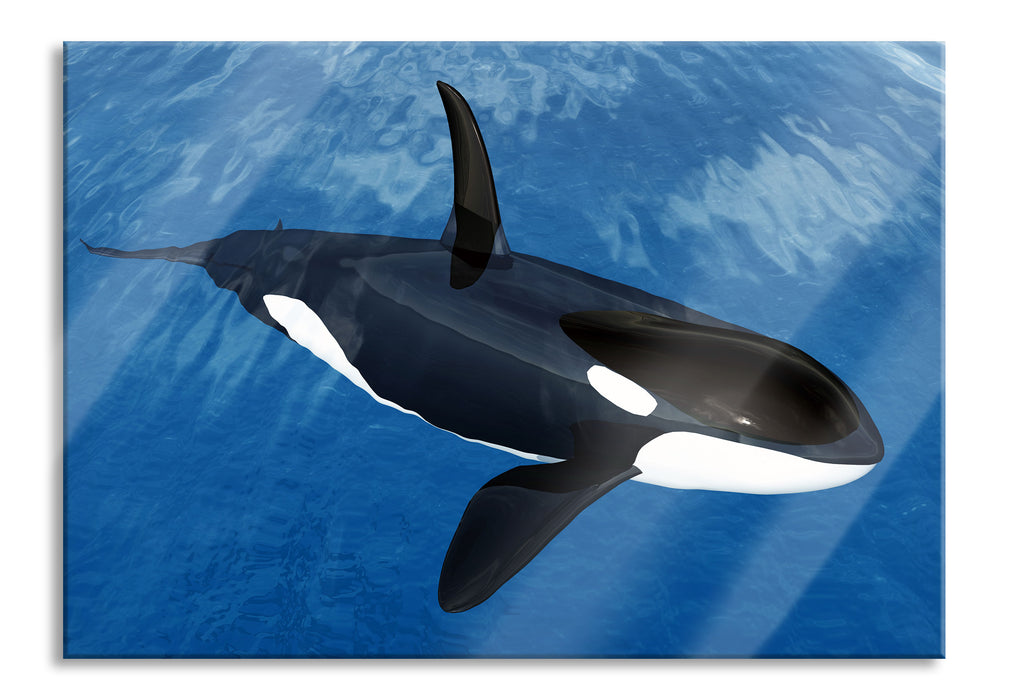 Orca im blauen Meer, Glasbild