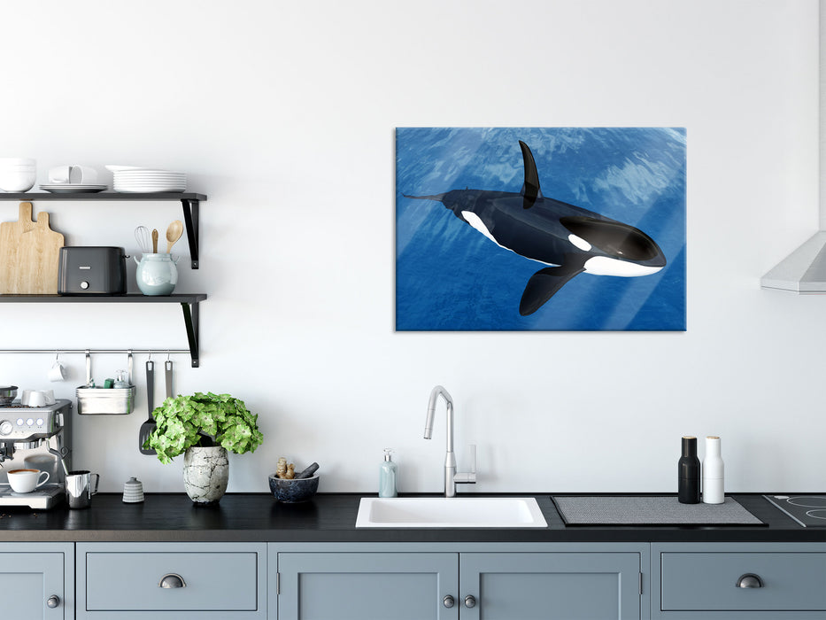 Orca im blauen Meer, Glasbild