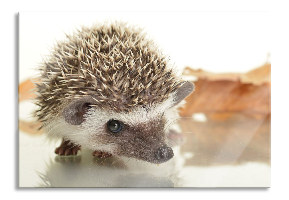 Süßer Igel, Glasbild