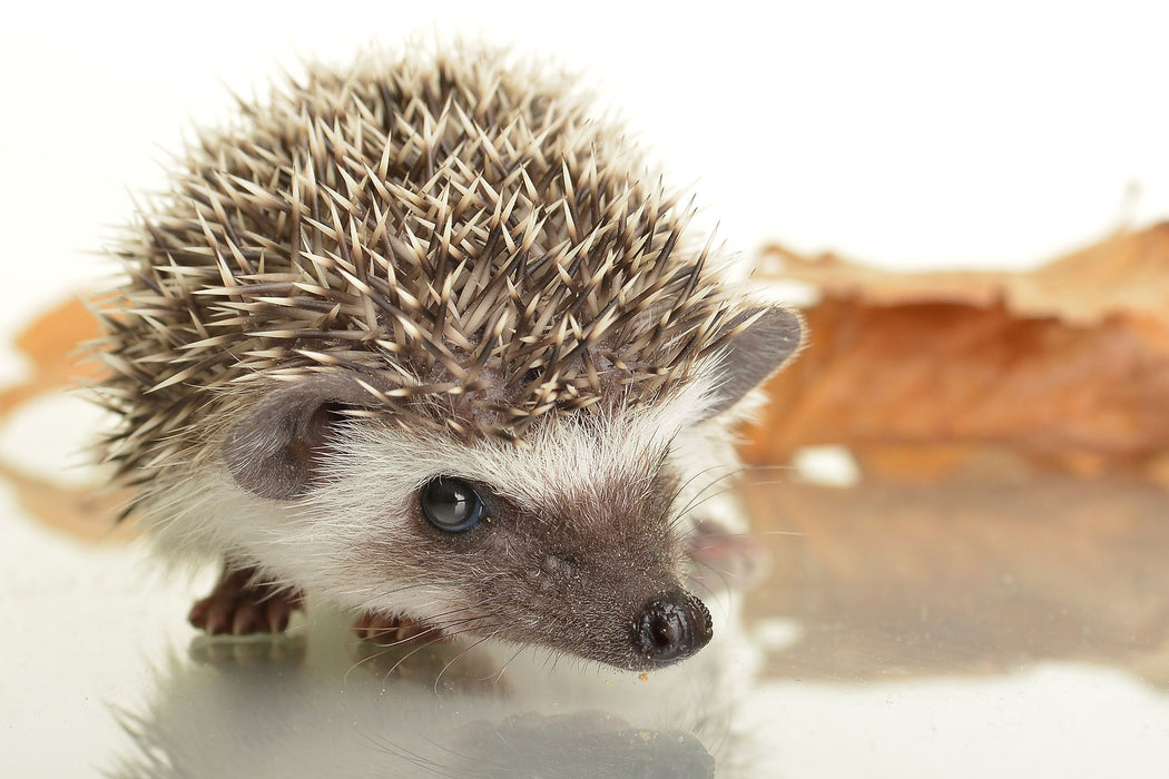 Süßer Igel, Glasbild