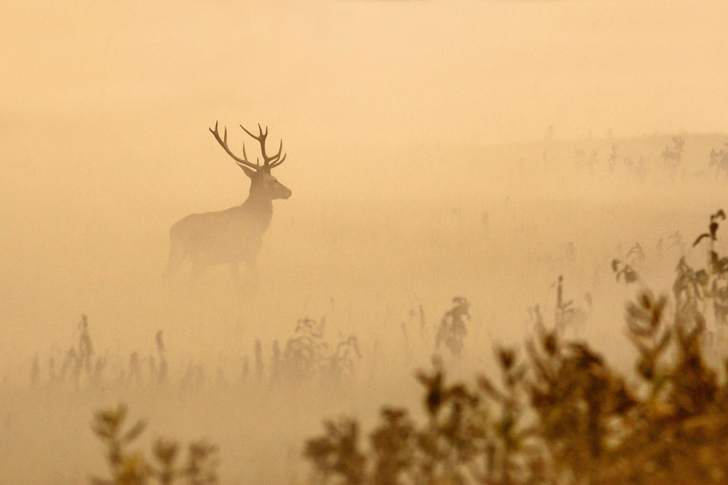 Hirsch im Nebel, Glasbild