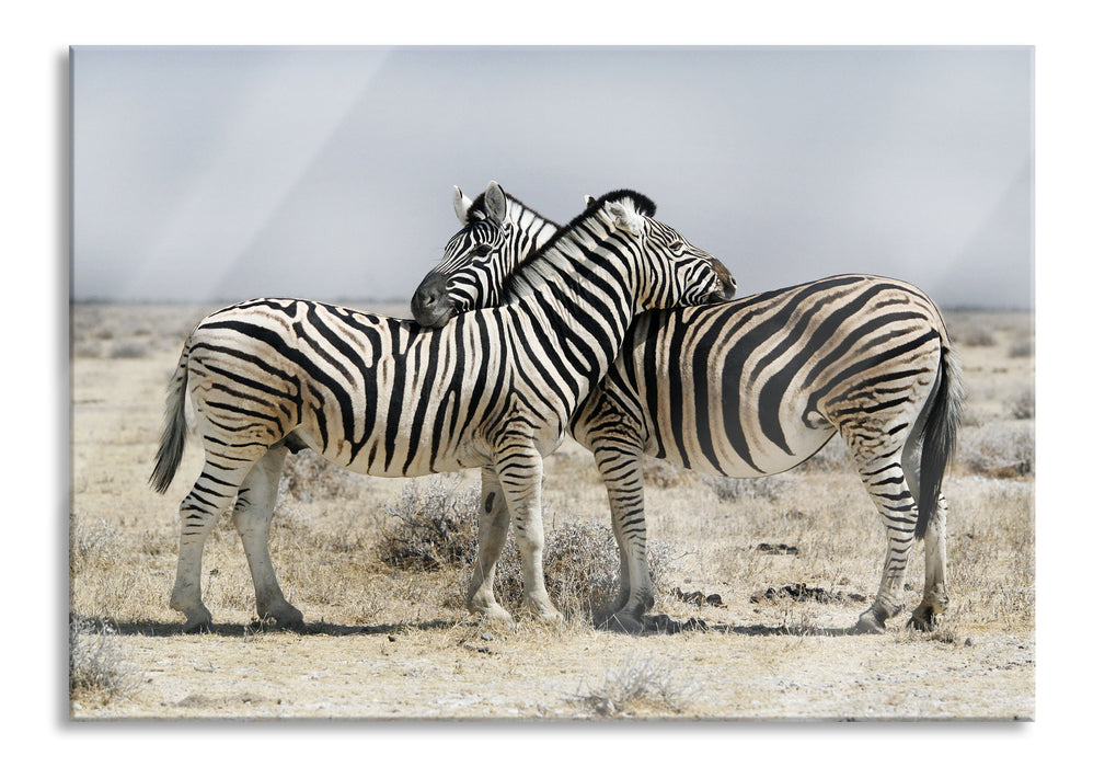 Schmusende Zebras, Glasbild