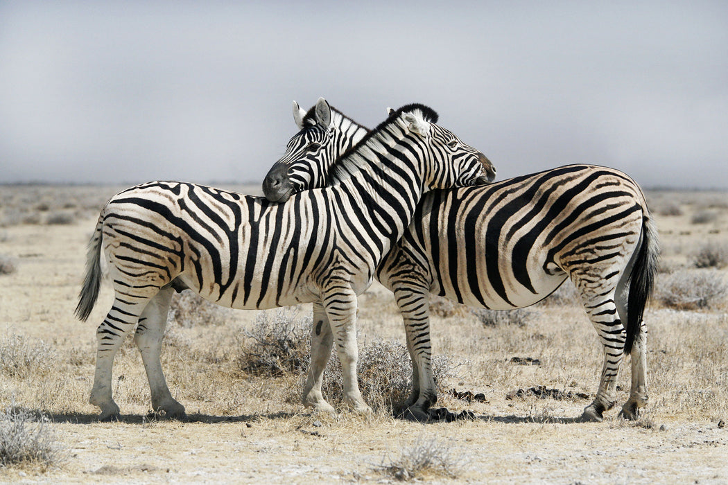 Schmusende Zebras, Glasbild