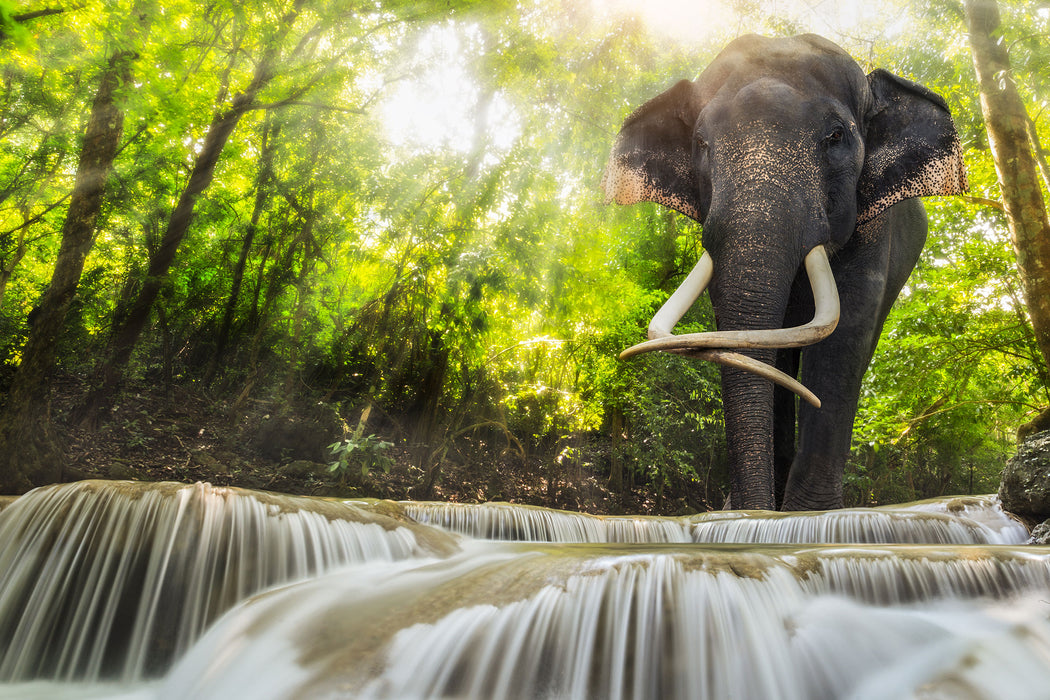 Elefant am Bach, Glasbild