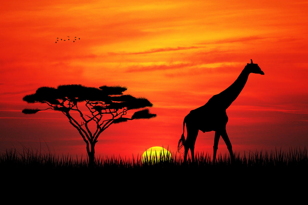 Giraffe im Sonnenuntergang, Glasbild