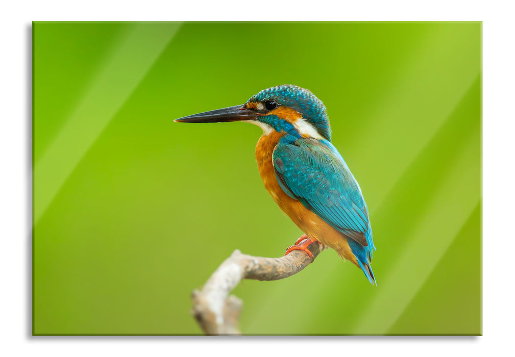 Pixxprint Kleiner Eisvogel, Glasbild