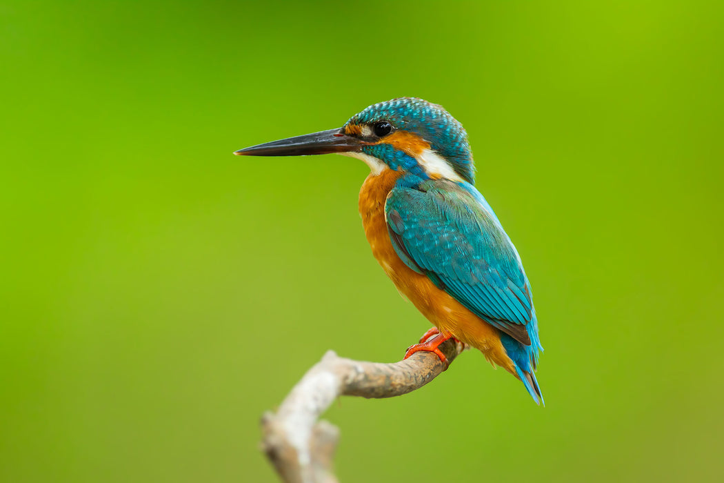 Kleiner Eisvogel, Glasbild