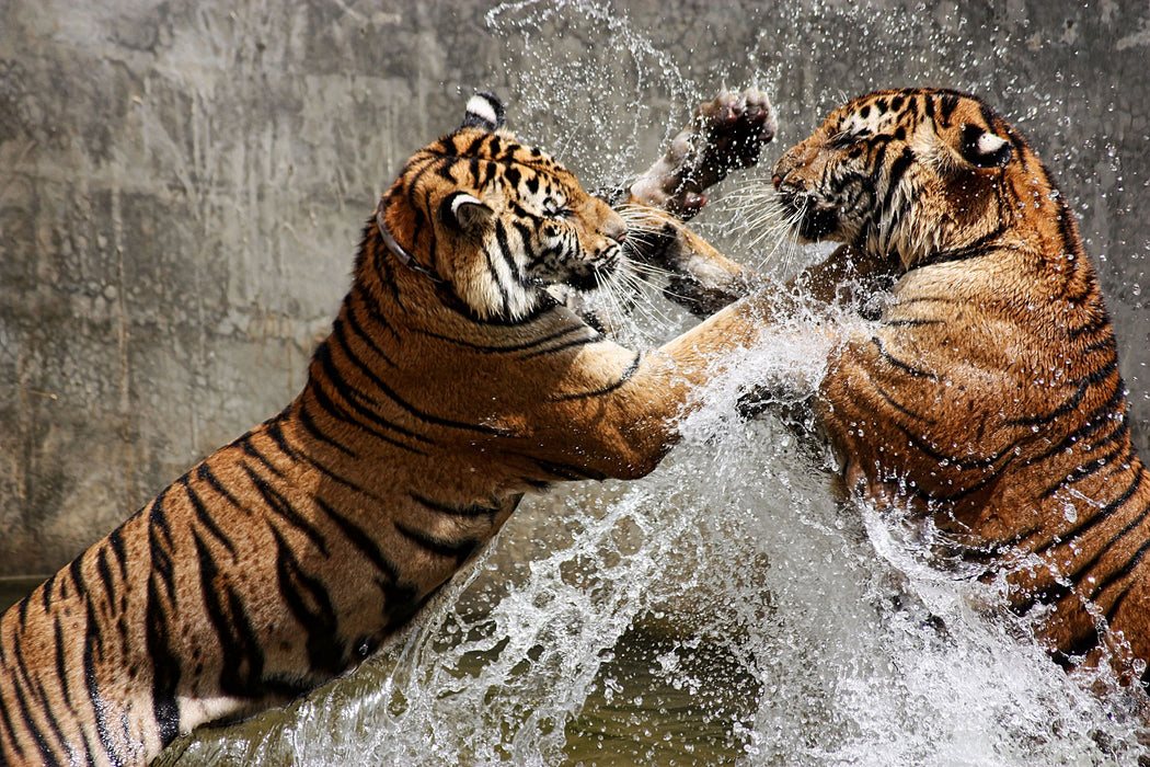 Kämpfende Tiger im Wasser, Glasbild