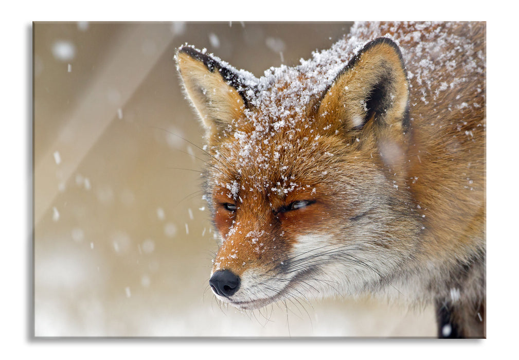 Pixxprint Fuchs im Schnee, Glasbild