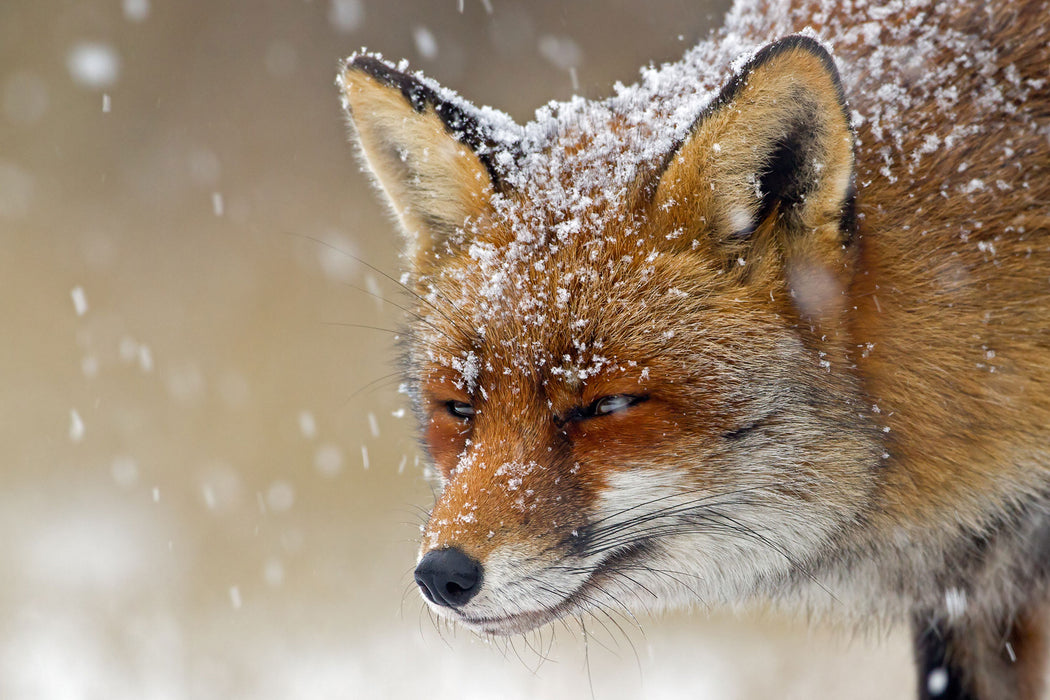 Fuchs im Schnee, Glasbild