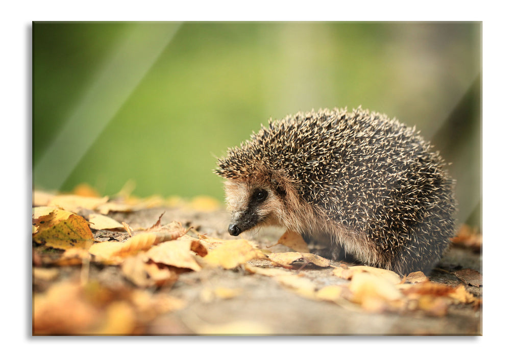 Igel im Laub, Glasbild