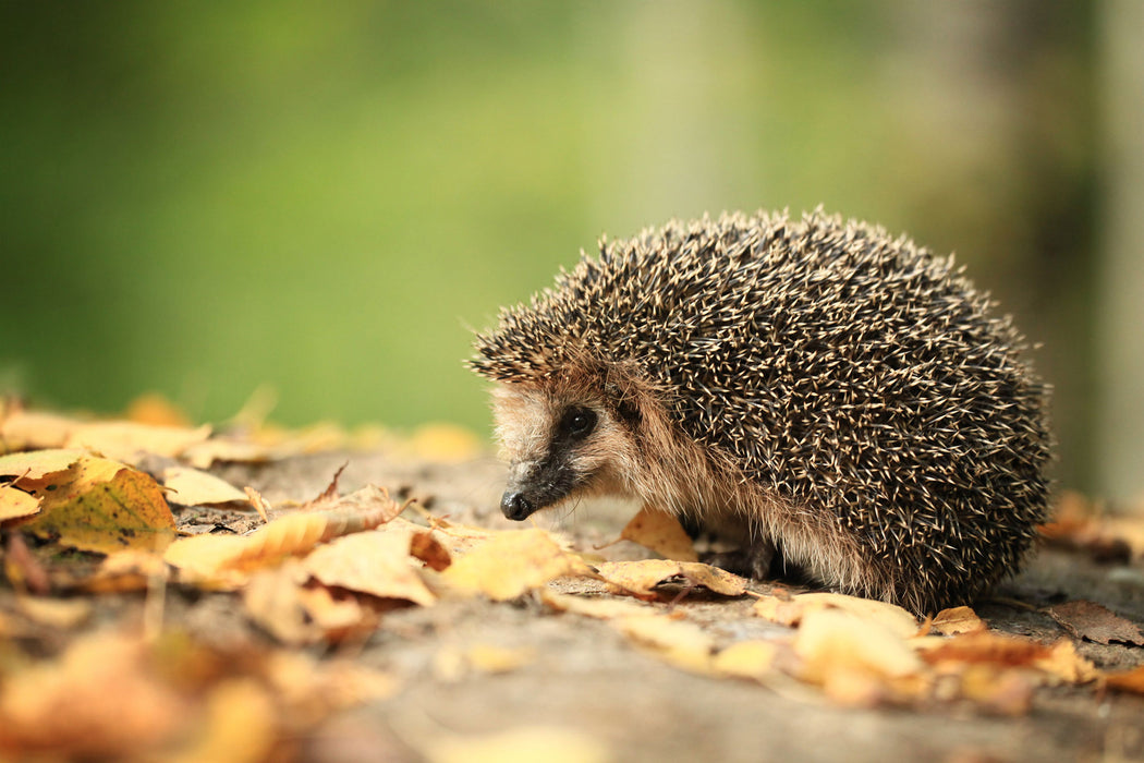 Igel im Laub, Glasbild