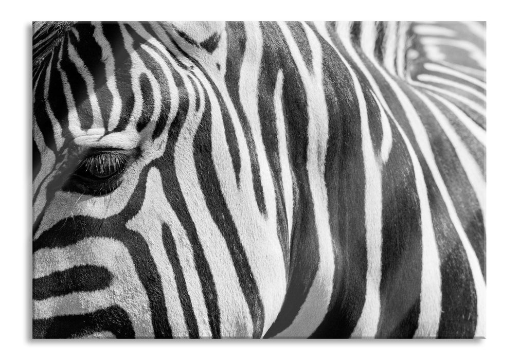 Zebra Porträt, Glasbild