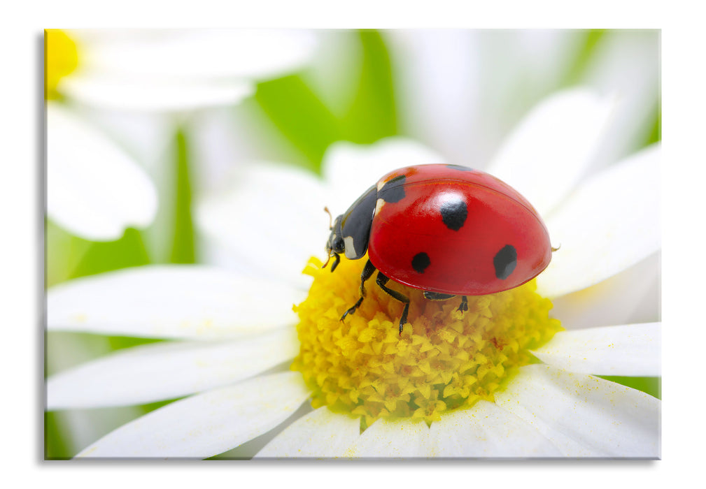 Pixxprint Marienkäfer auf Gänseblümchen, Glasbild