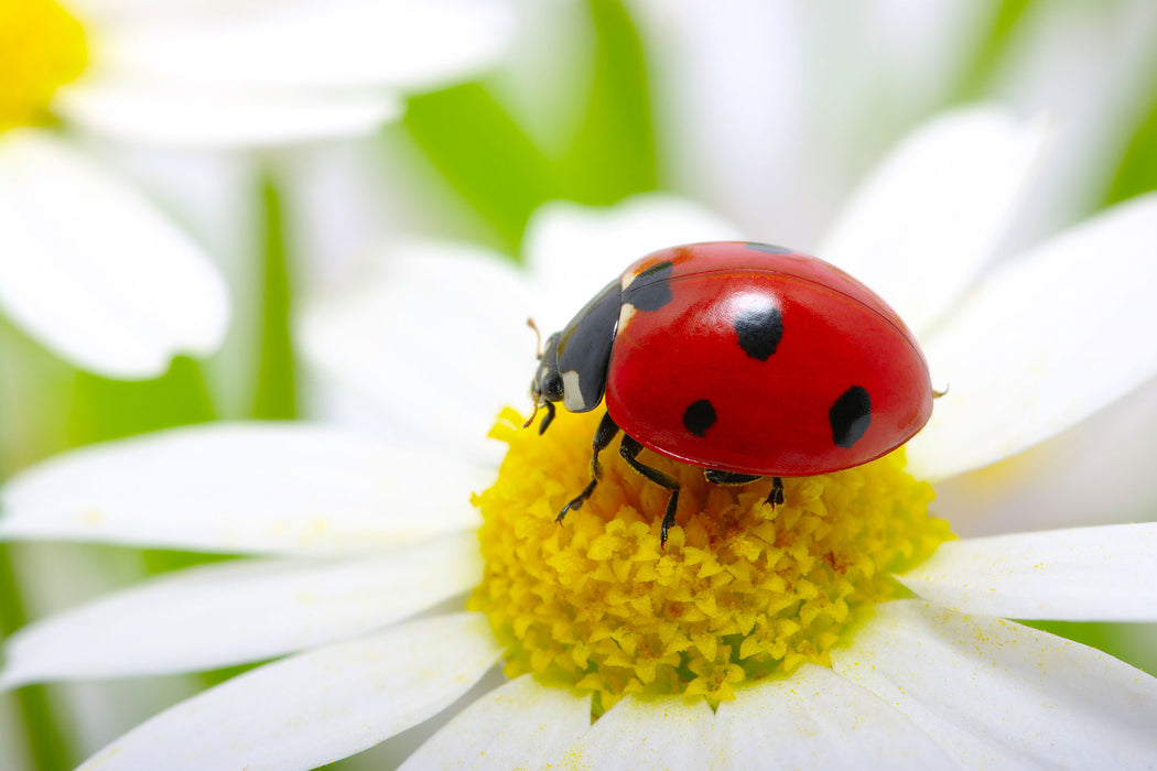 Marienkäfer auf Gänseblümchen, Glasbild