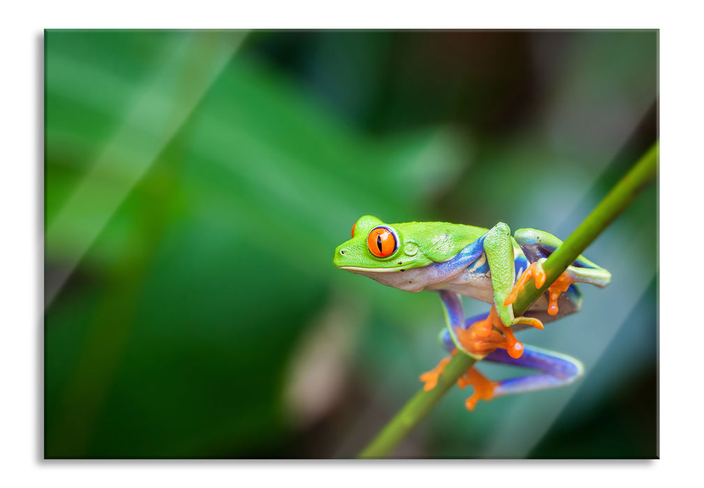 Pixxprint Grüner kleiner Frosch auf Ast, Glasbild