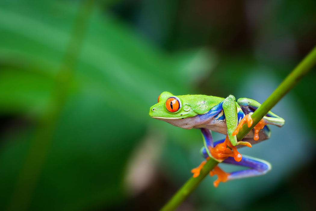 Grüner kleiner Frosch auf Ast, Glasbild