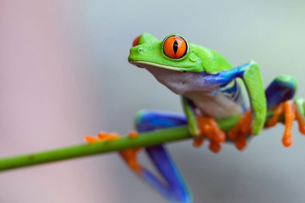 Grüner Frosch auf Ast, Glasbild