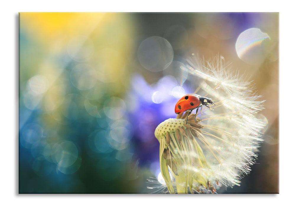 Marienkäfer auf Pusteblume, Glasbild