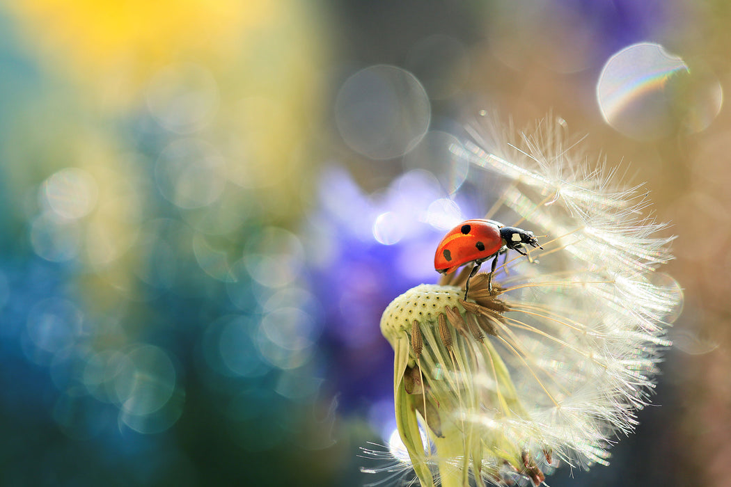 Marienkäfer auf Pusteblume, Glasbild