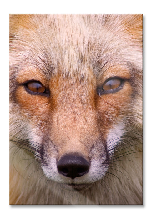 Pixxprint Fuchs Porträt, Glasbild