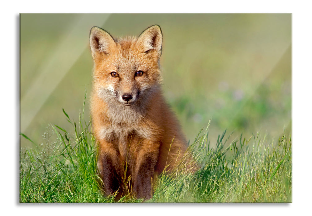 Pixxprint Kleiner Fuchs, Glasbild