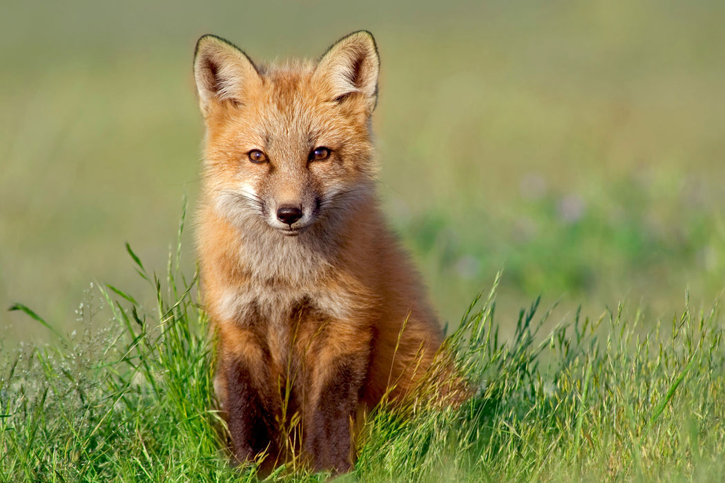 Kleiner Fuchs, Glasbild