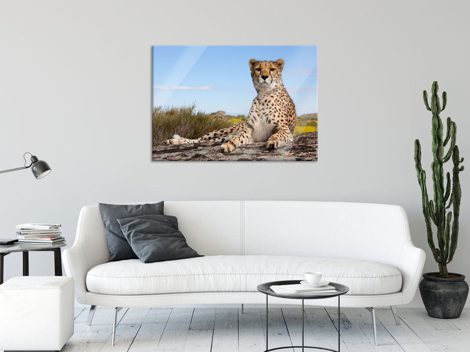 Gepard in Savanne, Glasbild