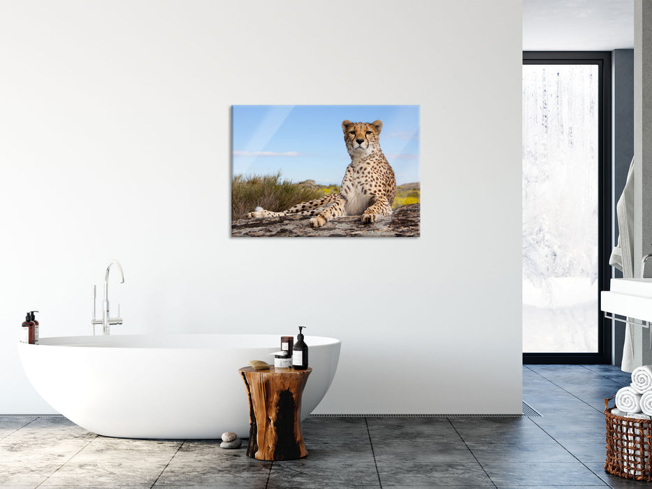 Gepard in Savanne, Glasbild